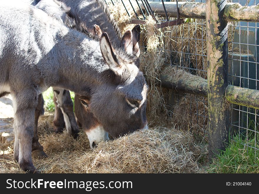 Donkeys eating hay on a hot summers day