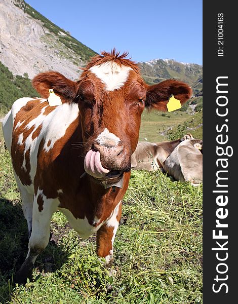 Cow with its tongue in the nose. Vorarlberg. Austria