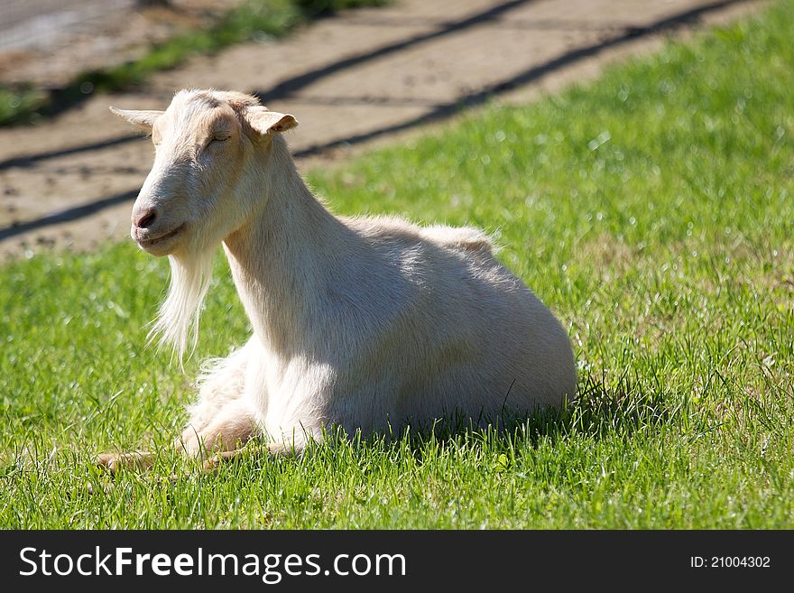 White Billy Goat Lying in Grass