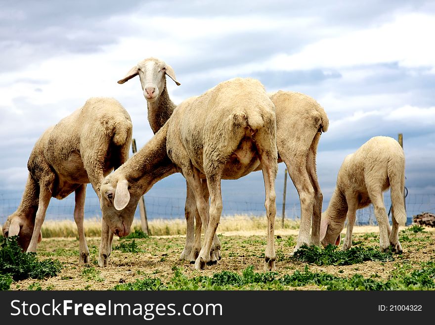 Sheeps browsing fresh grass on the top of a hill