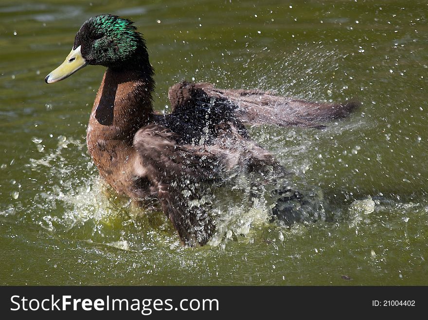 A Mallard Duck splashing in the lake.