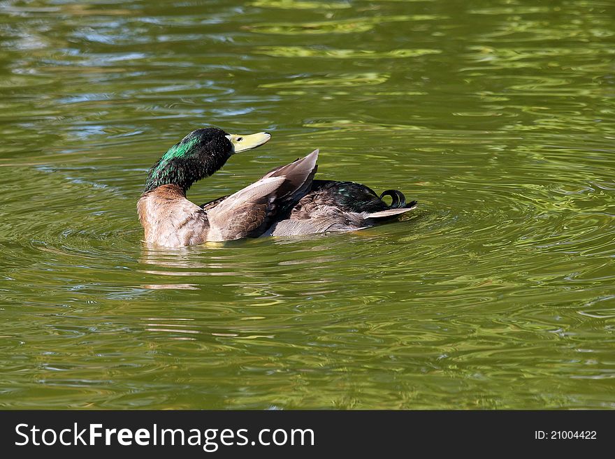 A Mallard Duck cleaning its feathers