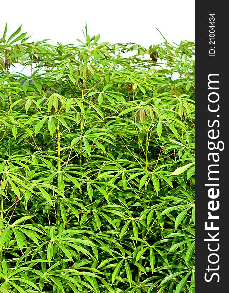 A cassava field in tropical area, Thailand