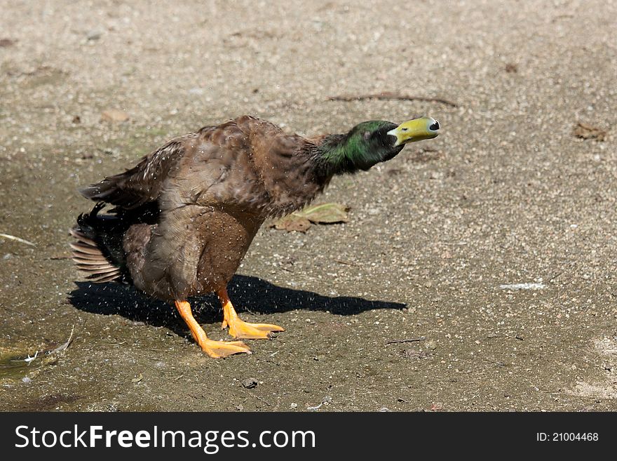 Mallard Duck Shaking Water
