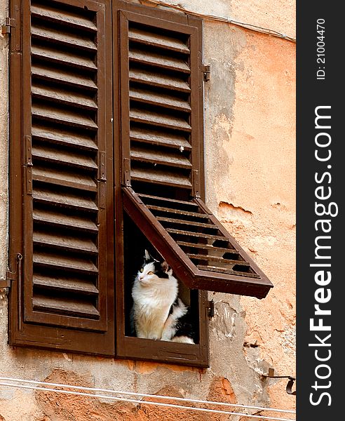 An inquisitive cat, looking out the window of the house. An inquisitive cat, looking out the window of the house