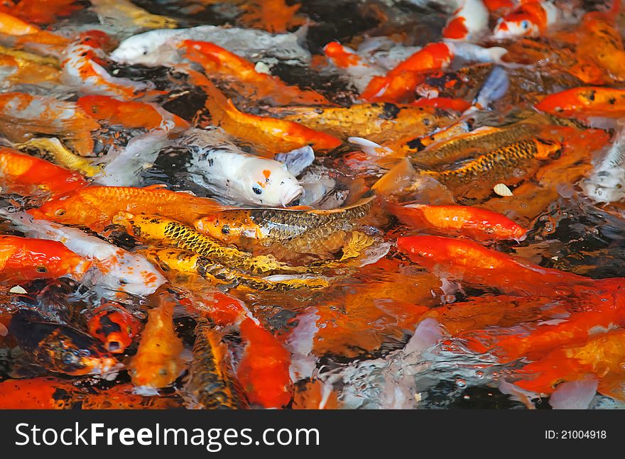 Colorful Koi or carp chinese fish in water. Colorful Koi or carp chinese fish in water
