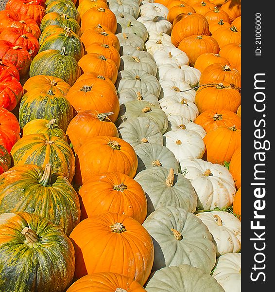 Colorful Pumpkins