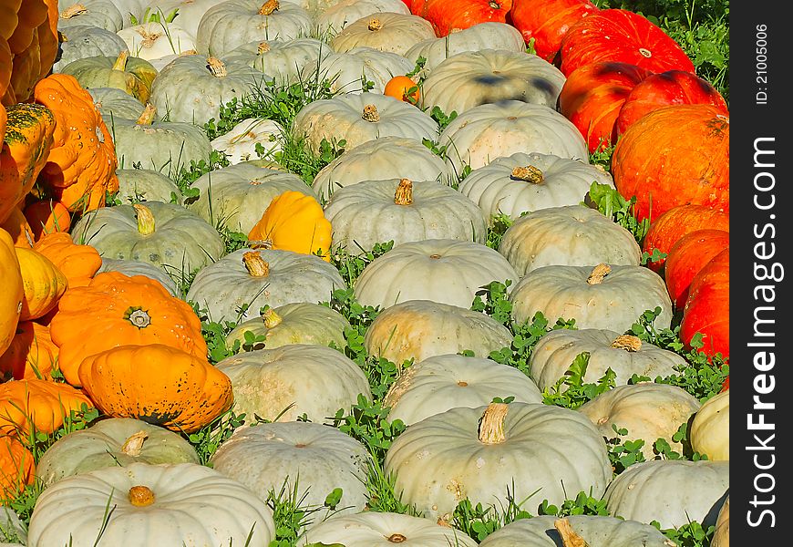 Colorful pumpkins