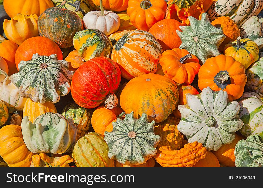 Colorful Pumpkins