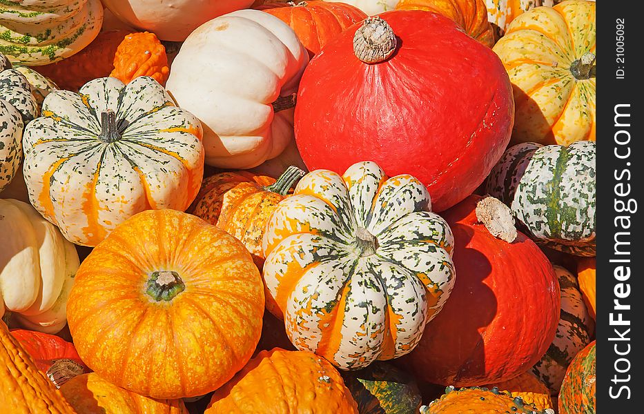 Colorful pumpkins collection on the autumn market