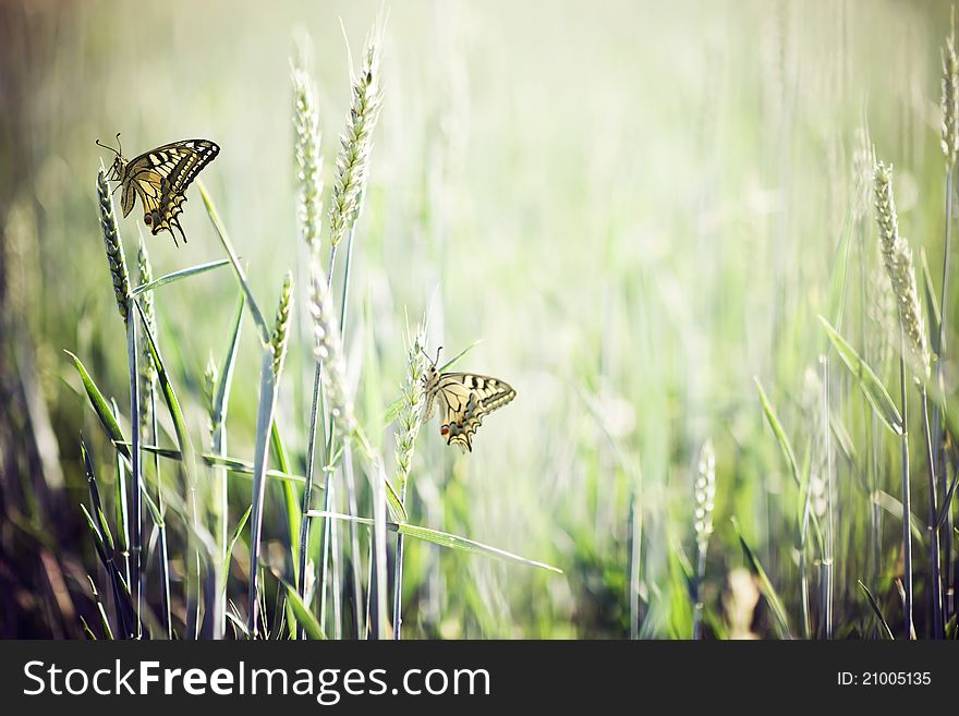 Two butterflies in a wheat field in summer. Two butterflies in a wheat field in summer