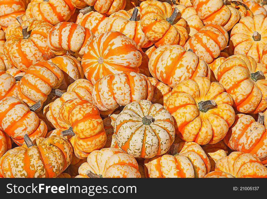 Colorful pumpkins collection on the autumn market