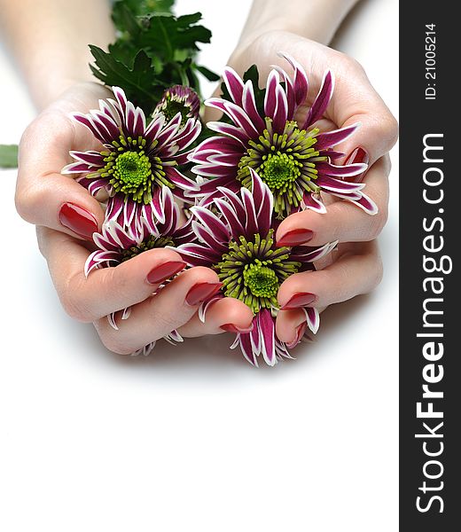 Beautiful Manicured Hands With Purple Flowers