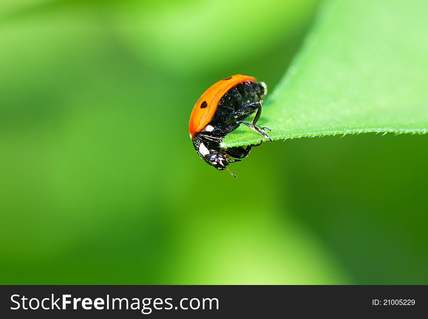 Macro view of ladybird sitting on a green leaf