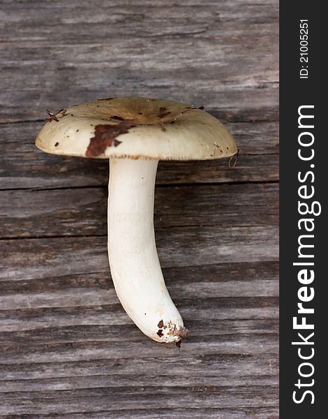 Mushroom on the wood background