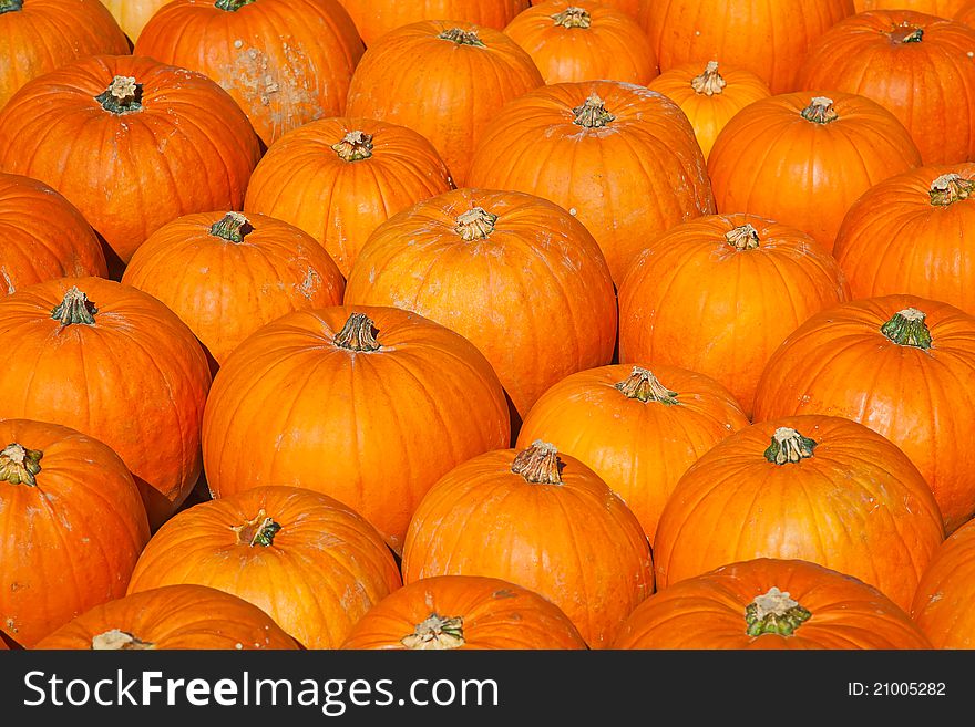 Colorful pumpkins collection on the autumn market