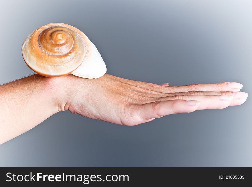 Sea â€‹â€‹shell on the hand, on a blue background