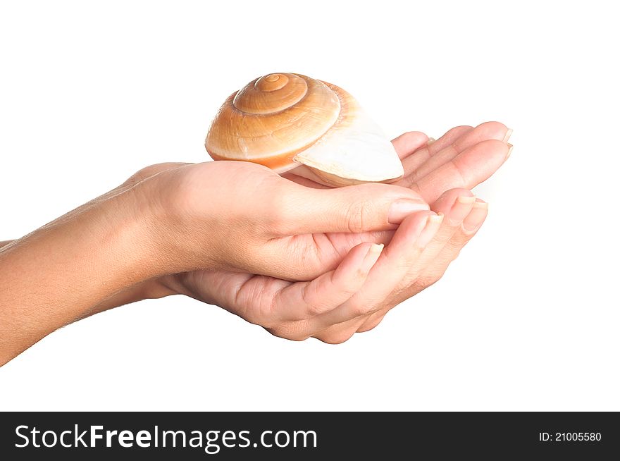 Sea ​​shell on the hand, on a blue background