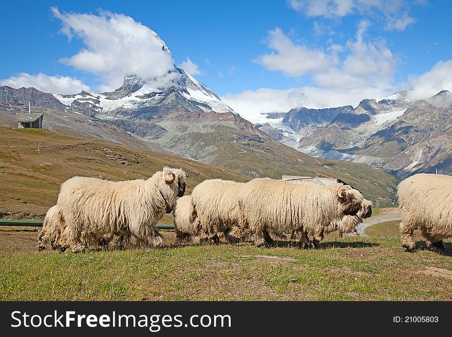 Small herd of sheep in swiss alps