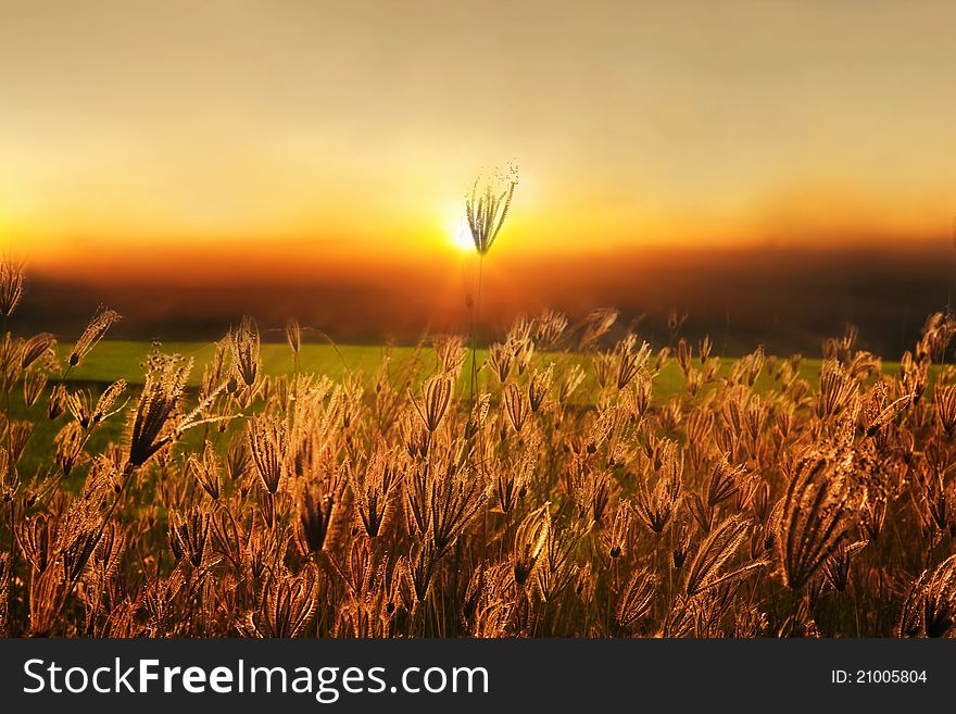 Grass lily field on sunset background. Grass lily field on sunset background