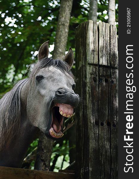 A photo of a yawning grey horse showing it`s teeth and gums. A photo of a yawning grey horse showing it`s teeth and gums.