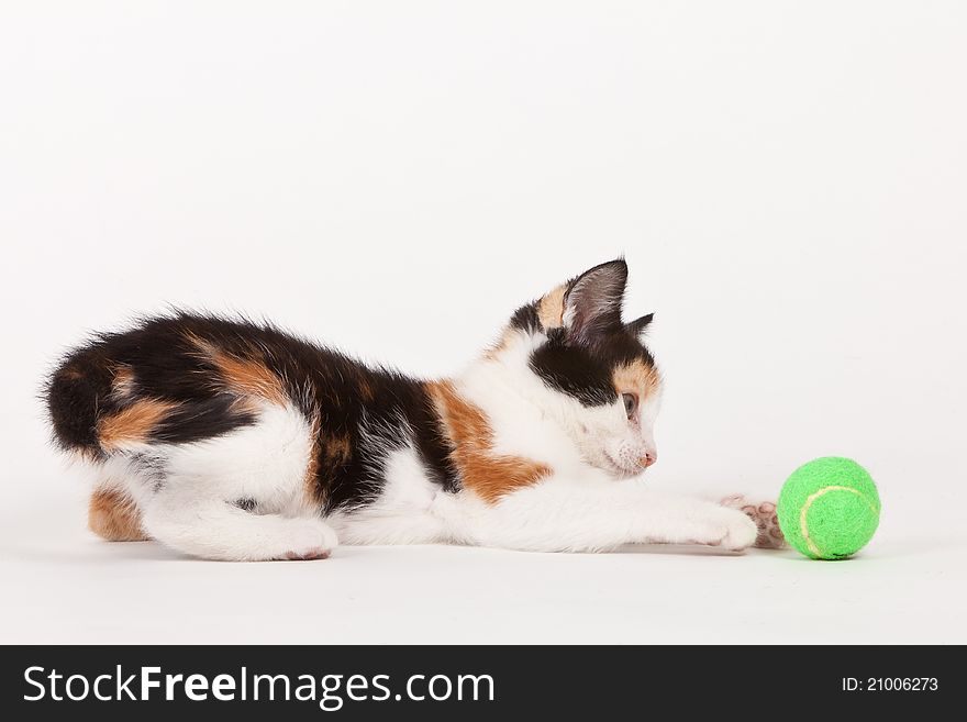 Young cat playing with ball isolated on white. Young cat playing with ball isolated on white