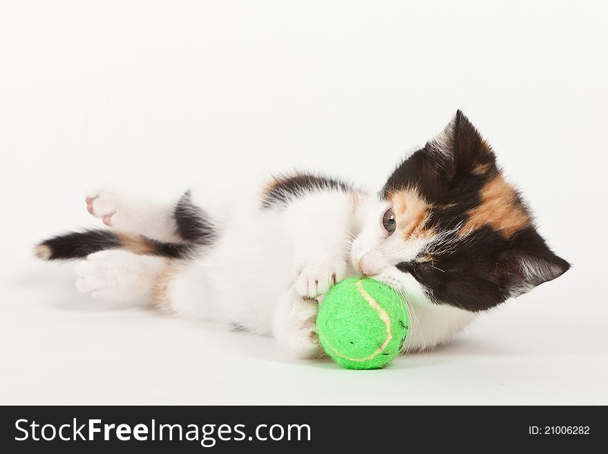 Young cat playing with ball isolated on white. Young cat playing with ball isolated on white