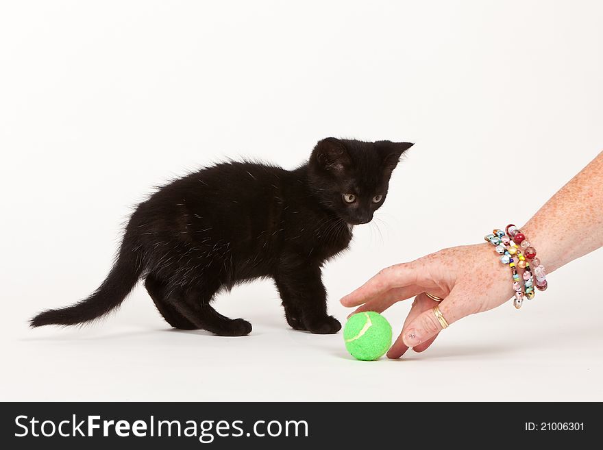 Woman playing with young cat isolated on white