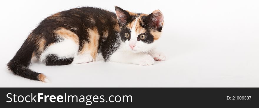 Curious looking young cat isolated on white