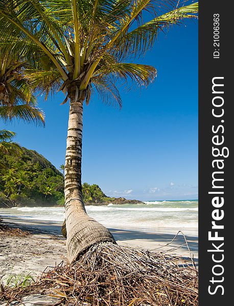 Single Palm Tree On A Beach