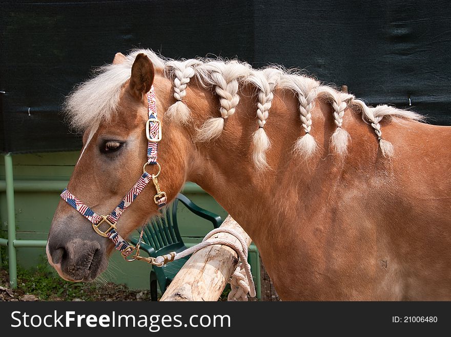 Tanned blond mane horse with braids