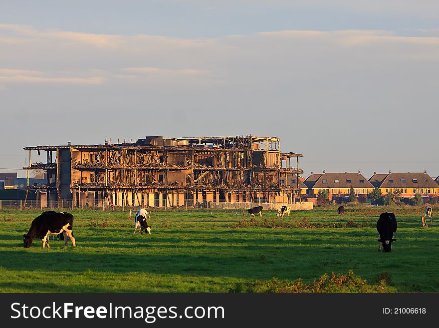 Building burned out by fire with cows grazing in grassland