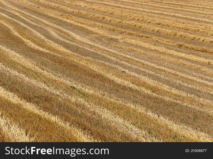 Abstract drawings of a wheat field after harvest. Abstract drawings of a wheat field after harvest