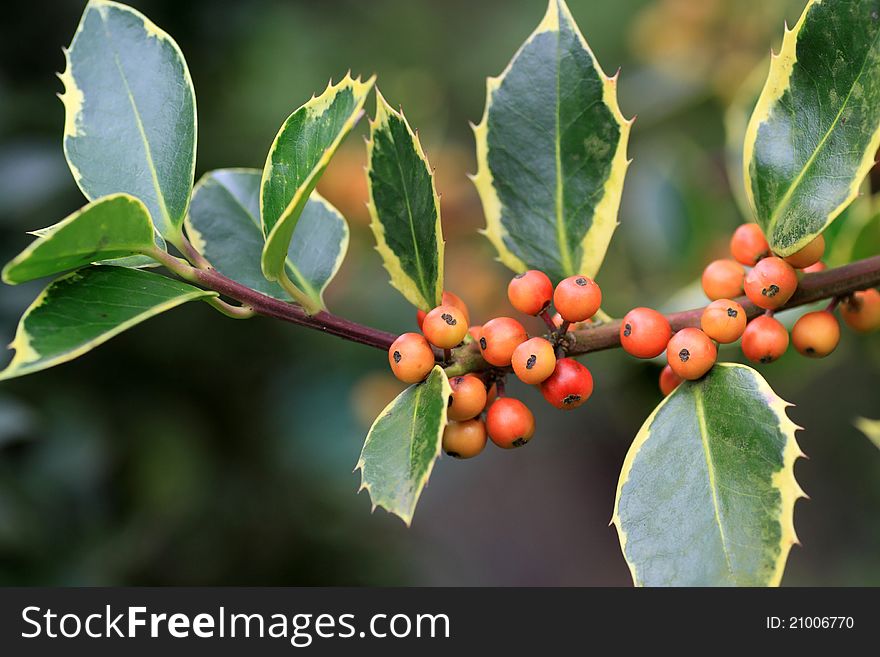 Red berrys of holly shrub