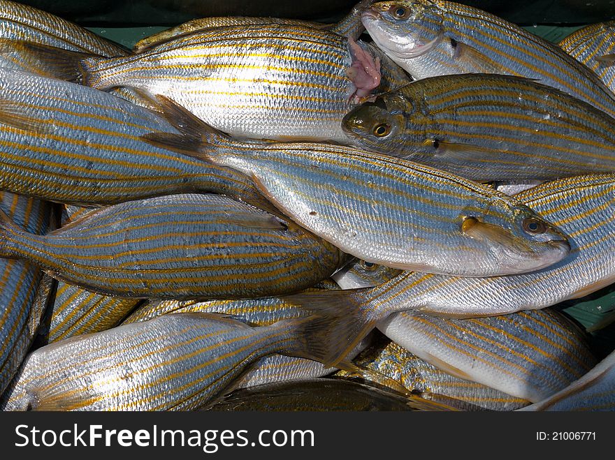 A bunch of catched sea breams