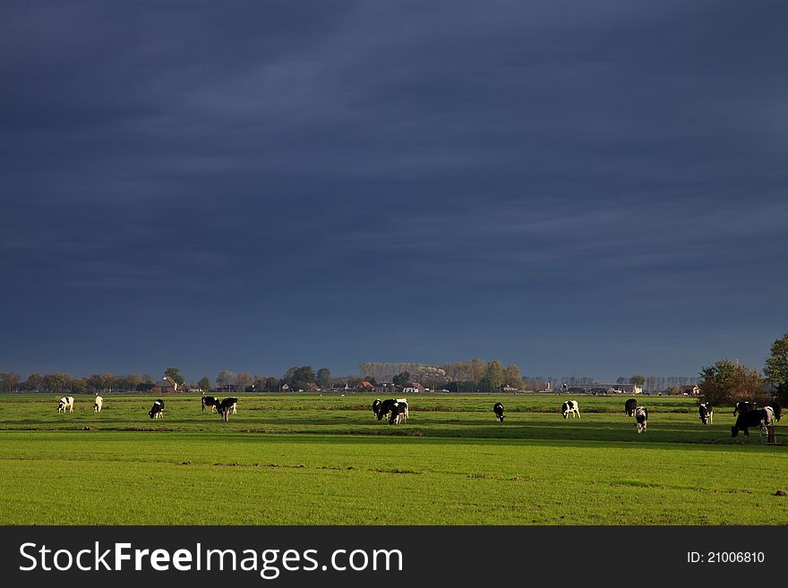 Landscape with grassland and cows on a rainy day