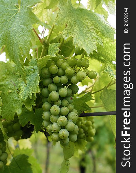 Green wine grape with leaves