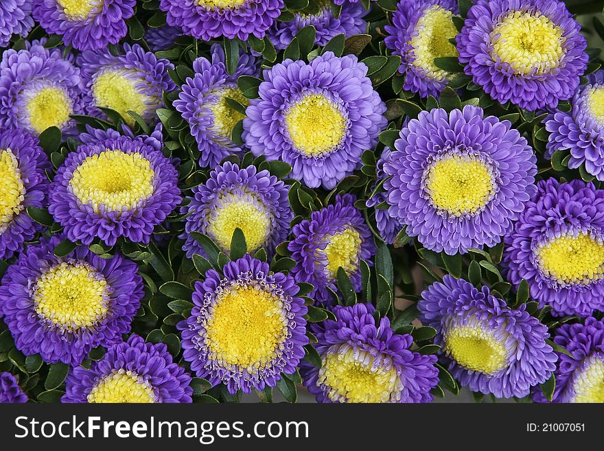 Bouquet of fresh lilac asters. Bouquet of fresh lilac asters