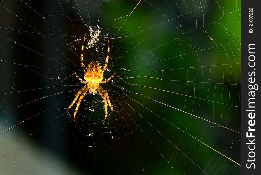 A spider is sitting in its spiderweb waiting for insects. A spider is sitting in its spiderweb waiting for insects.
