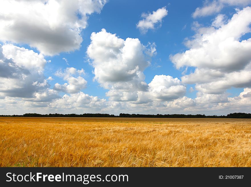 Wheat field of gold with cloudy skies, landscape. Wheat field of gold with cloudy skies, landscape.