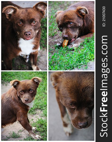 Collage Of Photos Of A Brown Dog