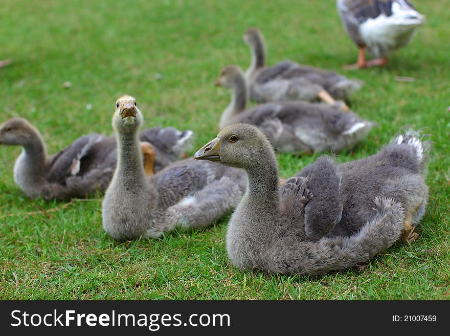 Baby geese gray color lying on the lawn. Baby geese gray color lying on the lawn