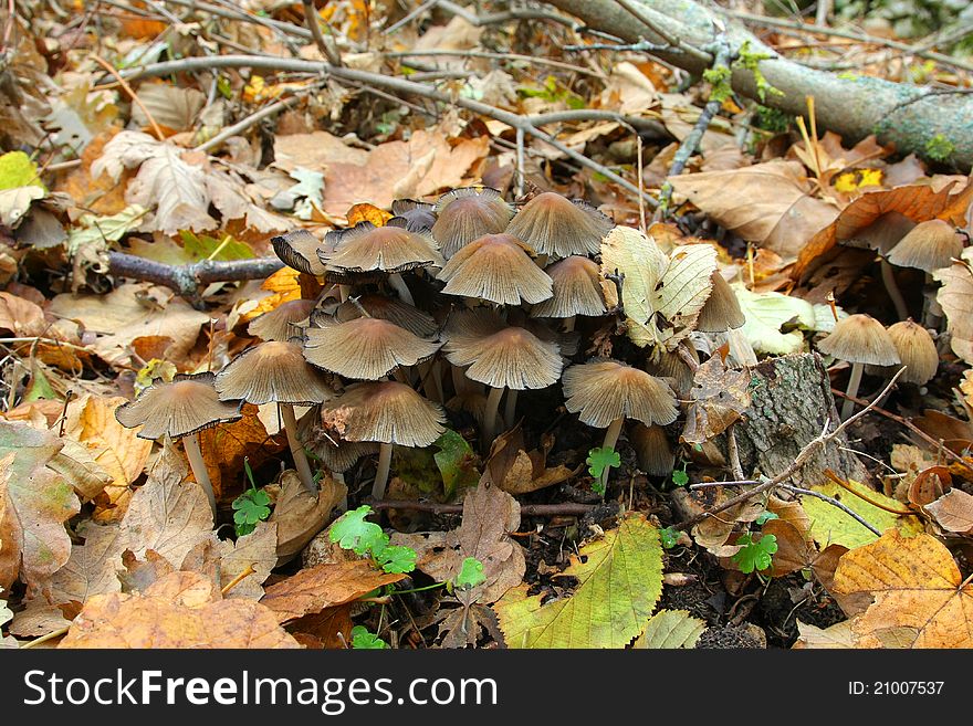 Mushroom in the autumn forest