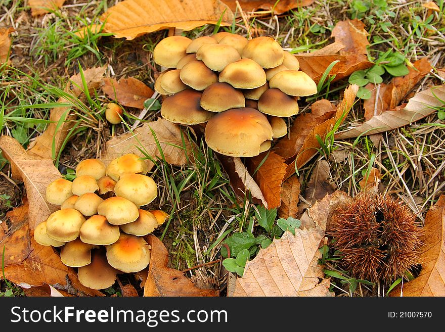 Mushrooms in a forest of chestnut trees - italy