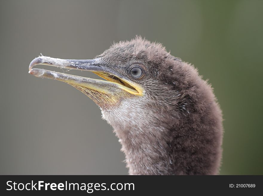 Juvenile Shag (Phalacrocorax aristotelis)