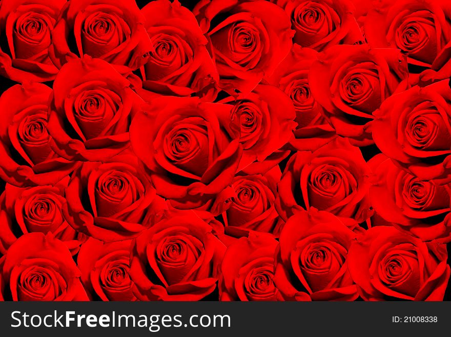 Background with red roses with selctive focus on rosebud. Background with red roses with selctive focus on rosebud