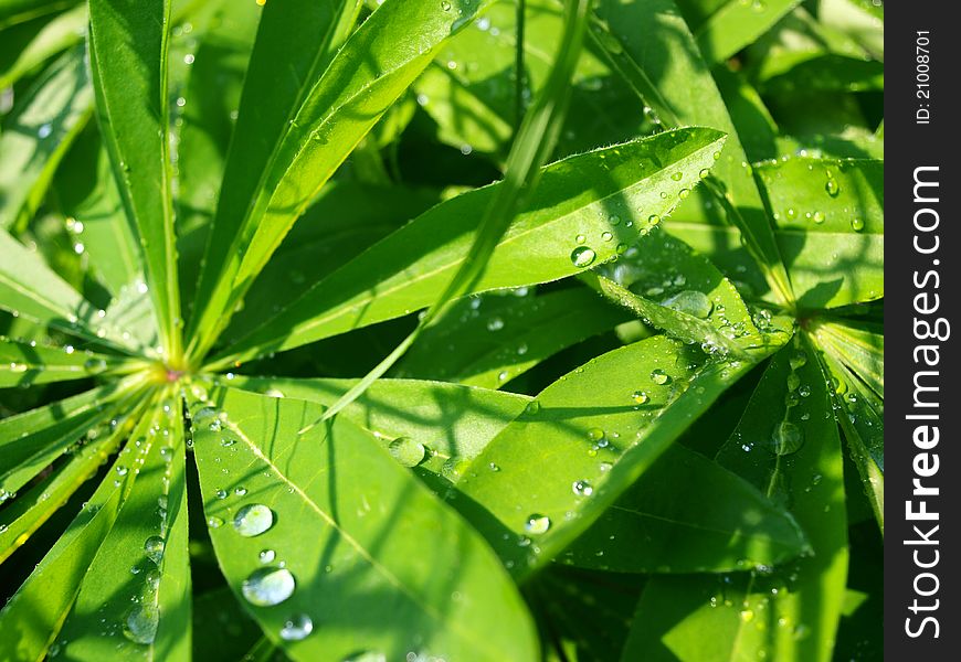 Green leaves in the garden