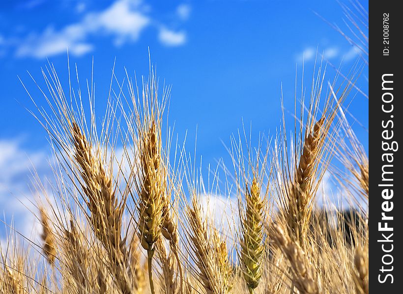 Wheat And Sky