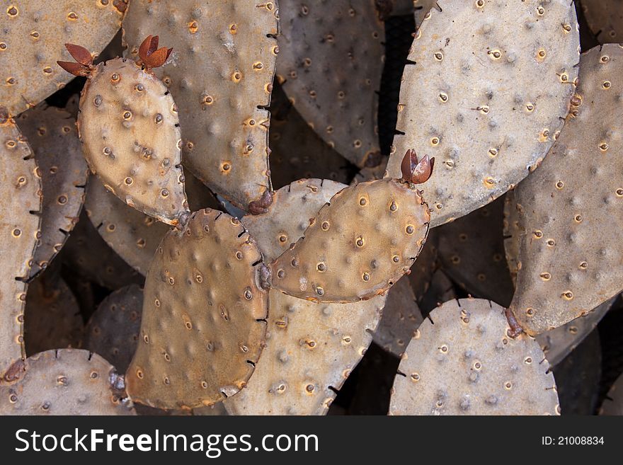 Closeup of a metal cactus sculpture taken at an arts festival.