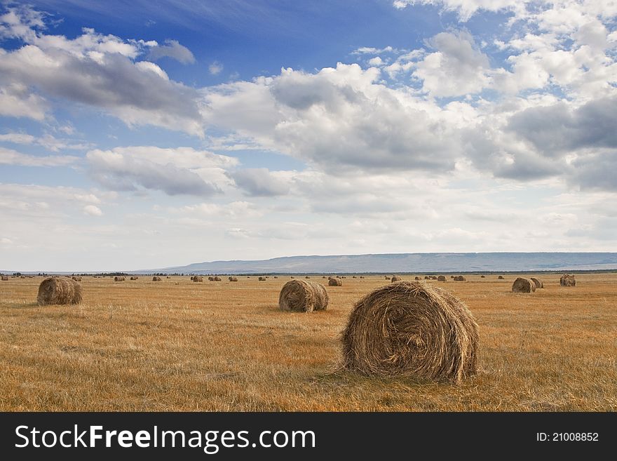 Straw stacks on the field. Straw stacks on the field